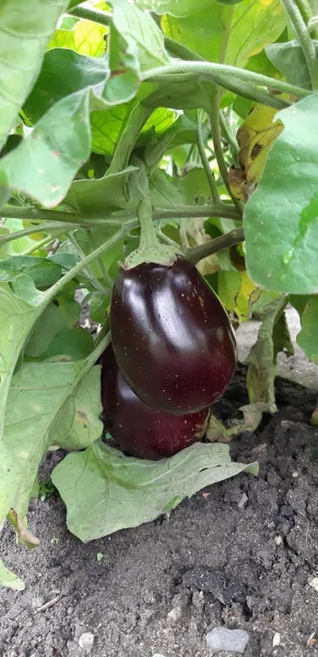 Ona emek verenlere sorun...