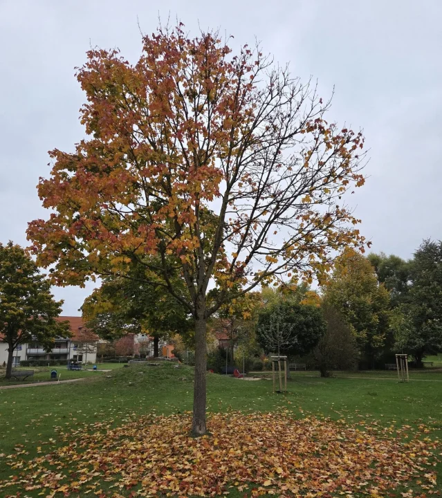 Güz Geldi (10 Kasım’a)